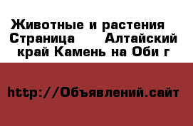  Животные и растения - Страница 29 . Алтайский край,Камень-на-Оби г.